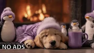 12 Hours of Dog Calming Music for Dogs 💖 Calm Dog Sleep & Anti-Stress Music 🎹 Calming music