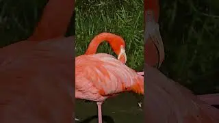 🦩Close-Up of Flamingo Preening @ Flamingo Lagoon | Everglades Wonder Gardens | Florida Birds 2026 ✨