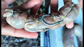 How to make a magic bait  (sausage sardines) - Fishing with a sardine sausage