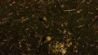 Snail migration
