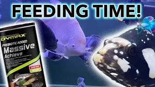 Dymax Massive Achieve Vs Monster Fish!  (OOPS)