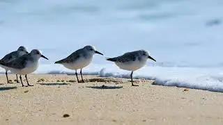Sanderlings on Assateague Island MD
