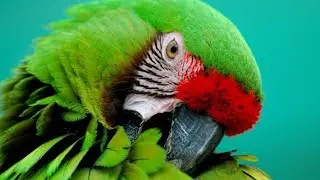 Calming Music For Birds || Budgies || Relaxing Music to Tame your Birds #6