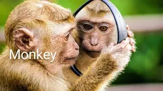Monkey is a common name that may refer to groups or species of mammals,