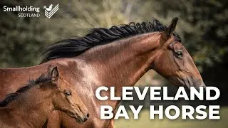 Cleveland Bay Horse - Equine showcase - Scottish Smallholder Festival 2020