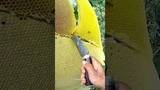 Panen madu hutan terlezat