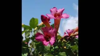 Bignonia
