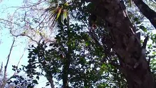 Wild Oranges Deep In Green Swamp