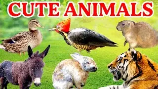 Cute Animals : Dog, Cat, Sheep, Cow, Chicken, Duck, Goat, Pig, Elephant, Tiger, Lion, Eagle, Part 15