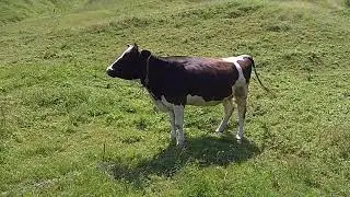 Красота гор и луга.