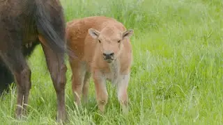 Newborn Bison Calf