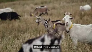 10 Goat Trivia Questions