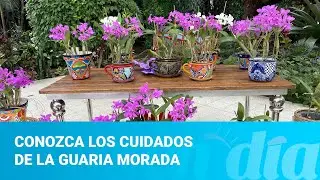 Conozca los cuidados de la guaria morada