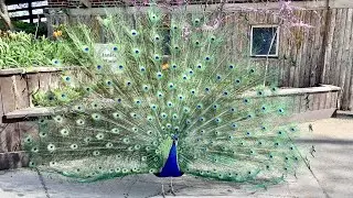 A Visit To Potter Park Zoo In Lansing, Michigan