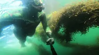 Video from a snorkel in Telegraph Bay near Victoria BC.