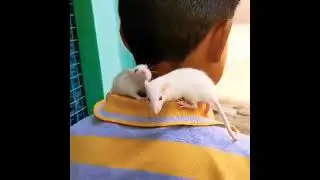 two white rat :#shorts#youtube#viral