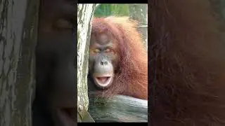 Exhausted monkey 🐵🥱 #animal #monkey  #funny