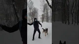Балдёж по снегу. Bars from Mars East Europran #shepherd