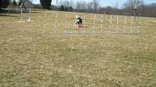 Crash and the Frisbee