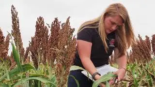 Scouting for Sugar Aphids