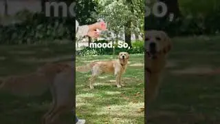Dog Body Language Tips