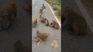 animal helping work 🎪🙏#hungry #monkey #premanandjimaharaj #animallovers #trending #feeding #helping