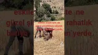es selamün aleyküm #aboneol #öneçıkar #dertlivideolar #doğa #keşfetedüş #koyun #yörük #günbatımı