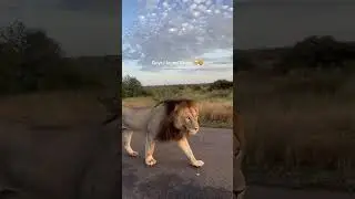 Guys I found Simba 🥹🦁 the real life lion king... #shorts
