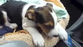 Your Puppy Training for First Trip on The Car