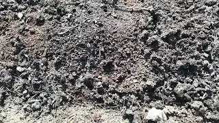 Lettiera con letame di cavallo