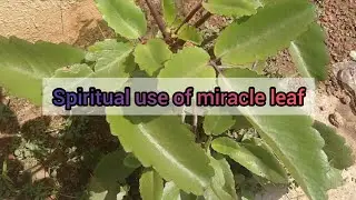 Spiritual use of miracle leaf