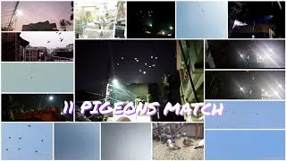 11 MADRASI KABUTAR TOURNAMENT IN WEST BENGAL