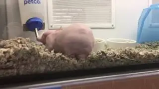 Going To Petco
