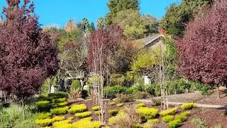 Fall season November 2022, San Ramon,  California.
