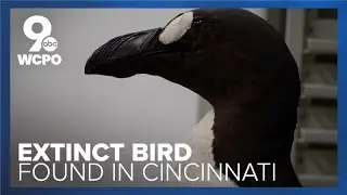 How the search for an extinct bird from Iceland led researchers to Cincinnati