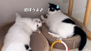 Младшая сестра-кошка устала от своего старшего брата-кота, который слишком любит свою младшую сес...