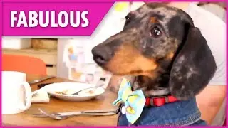 Dachshund Cafe opens its doors to dog lovers