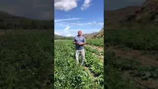 Fagiolino dall’occhio bio ! Pieno campo , km 0 e di stagione ! Bosco ficuzza bio!