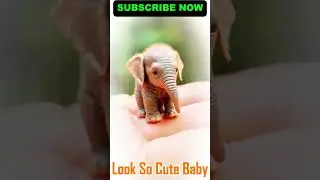 **Tiny Elephant Relaxing on a Hand 🐘✨❤️** || youtube #youtubeshorts #shortsfeed #shortsvideo