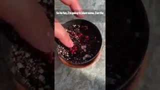 Выращивание кактуса из семян #опунция #тунец #фрукт #растения #любительрастений #кактус