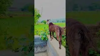 Ghost odd eyes Pitbull attack peacock #music #dogshorts #doglover #dog#pets #pitbull #youtubeshorts