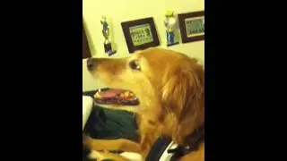 Dog nerds in real life!