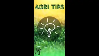 Agri Tip 💡 COME POTARE LA PIANTA DI MORA O ROVO - alcuni consigli utili