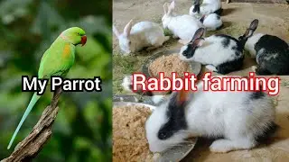 Rabbit farming in Assam //  Khargosh Farming
