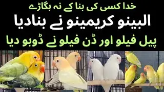 Lovebirds Albino Creamino Nai Bana Diya Pale Fallow  Dun Fallow Nai Dubo Diya || Asif Birds Farm