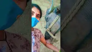 with my 😍 🐃