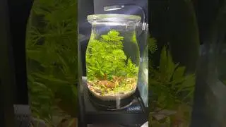 IKEA Jar Turned into a Mini Aquarium! #shrimptank #ecosystem