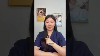 Top 4 Diseases Dog Owners Often Face - Essential Tips for Pet Care