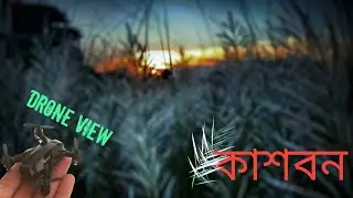 কাশফুল | Kashful | Video-grab | Mini Drone Shot