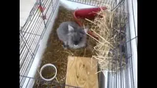 s&ouml;t kanin